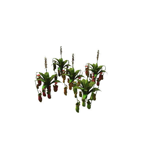 Flower Nepenthes attenboroughii